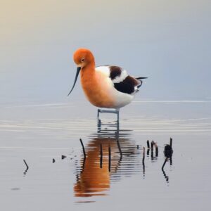 American Avocet - Kenzie Conrad