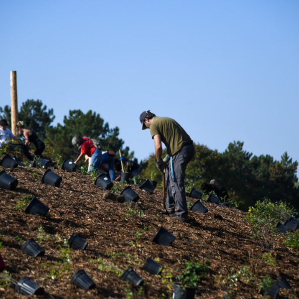 Bay of Quinte Bird Team Native Tree Planting Event (2026)