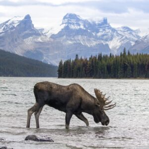 Bull Moose - Simone Heinrich