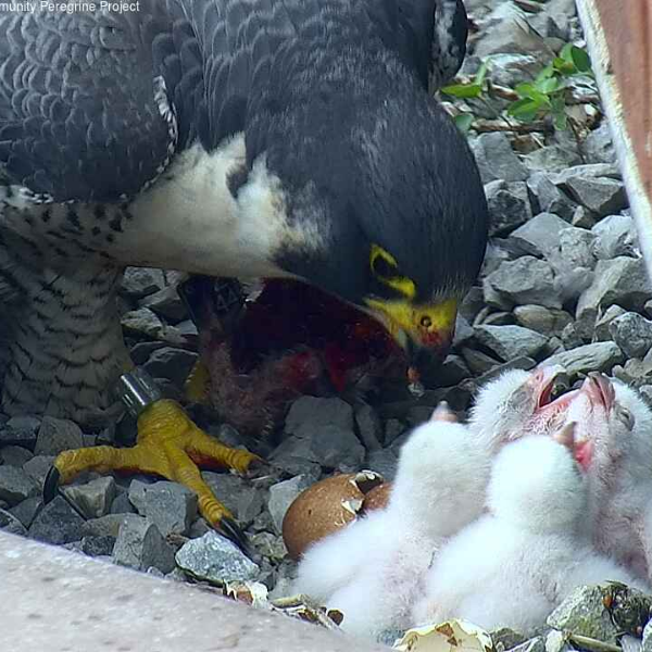 Falcon Watch in Hamilton, ON (2024)