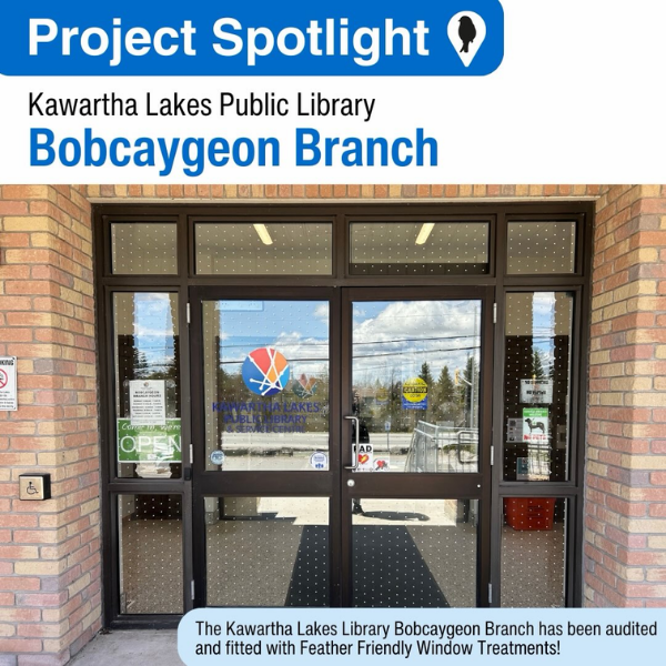 Kawartha Lakes Public Library, Bobcaygeon Branch, Bird Friendly Windows (2026)