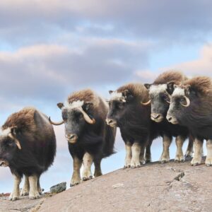 Muskox - Ingrid Hann