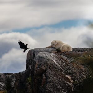 Raven and Polar Bear - Shaun Antle