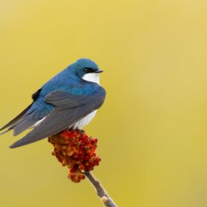 Tree Swallow on Sumac - Hugues de Milleville