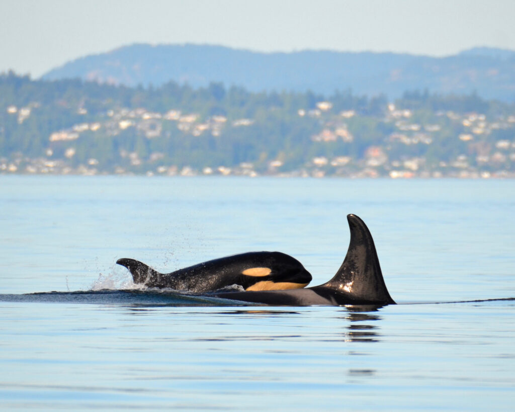 New campaign calls on Members of Parliament to protect southern resident killer whales from new legislation or project decisions that would put their populations at risk of extinction