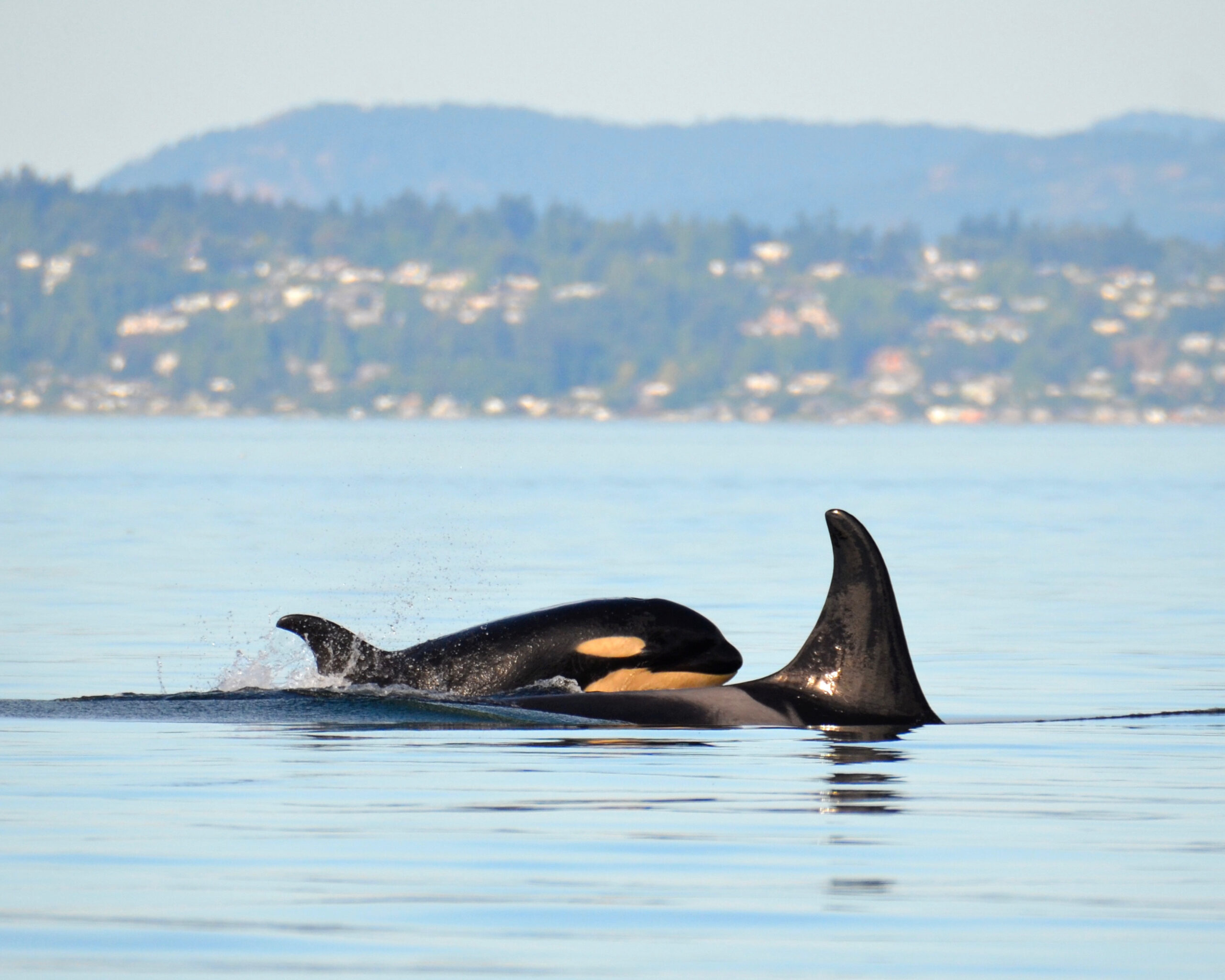 J17,Princess,Angeline,,A,Member,Of,J-pod,In,The,Endangered