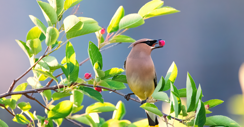 Gifts for Birders and Nature Lovers