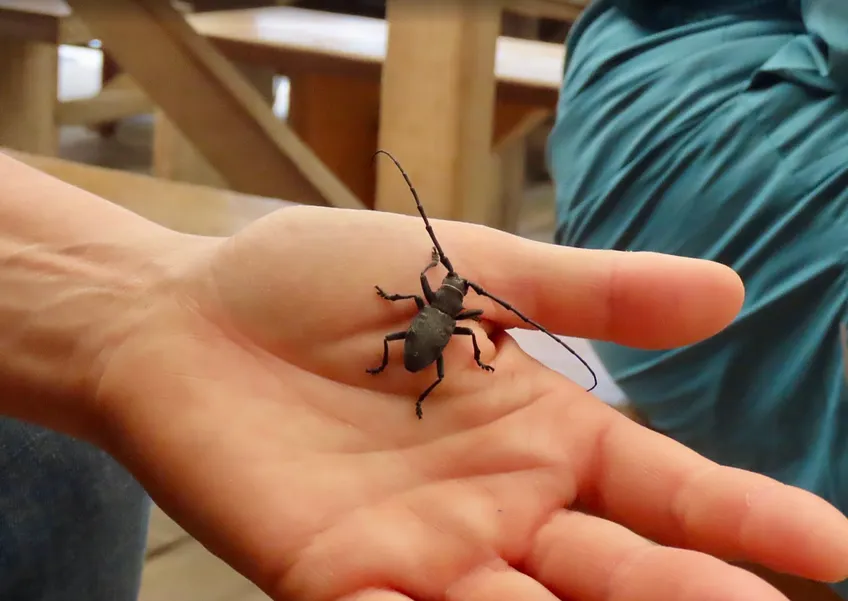 The insects we are terrified of are running the planet